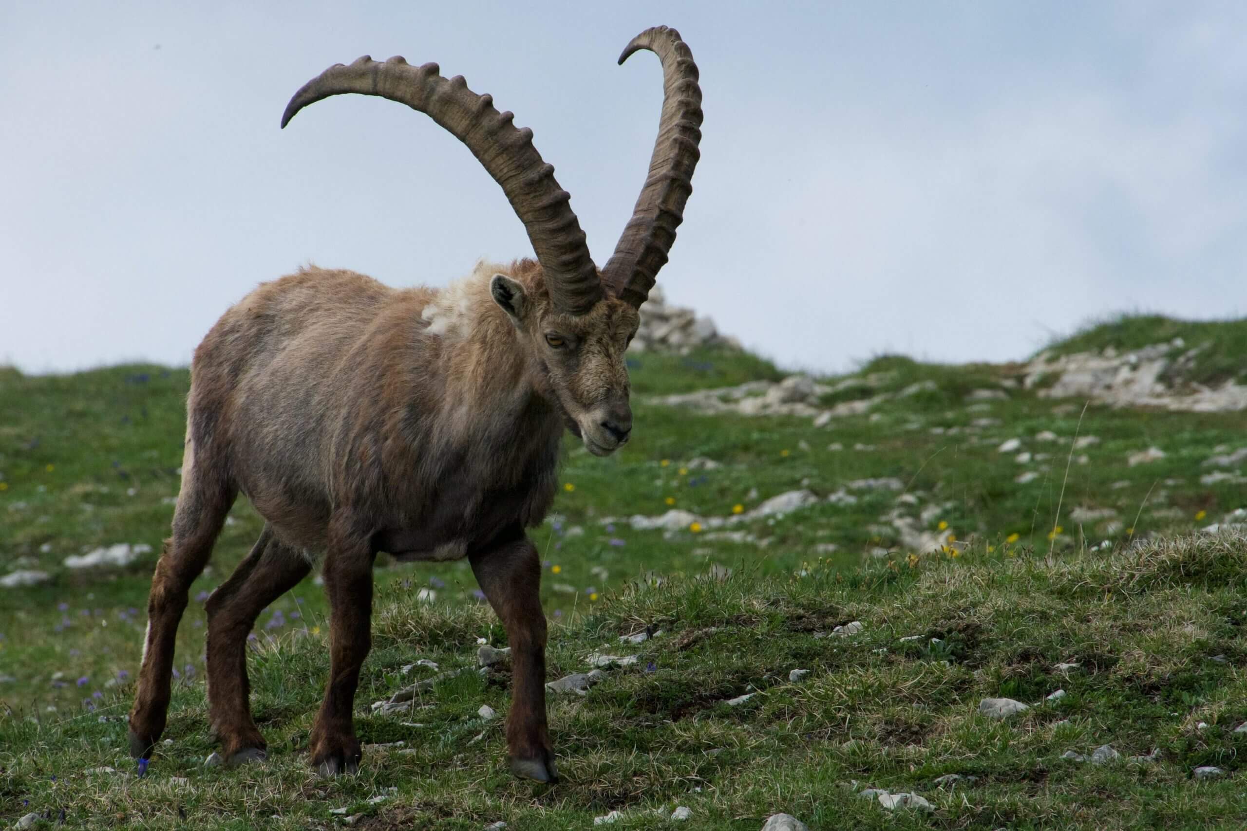 ibex goat on mountain
