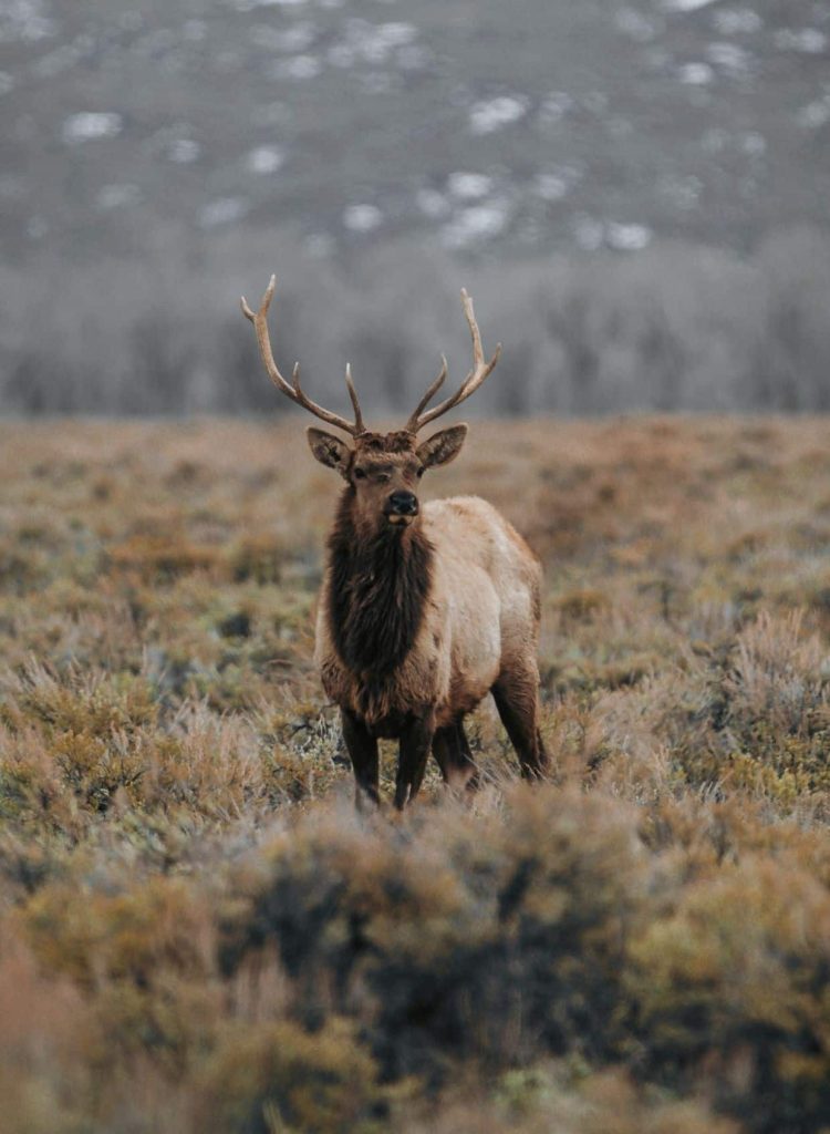 Markhor Trophy Hunting – Sustainable Wildlife Conservation
